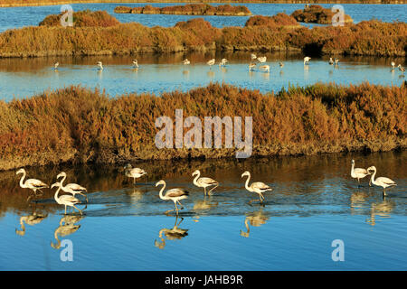 Des flamants roses (Phoenicopterus roseus) dans les marais de la réserve naturelle de l'estuaire du Sado. Portugal Banque D'Images