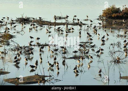 Les barges à queue noire (Limosa limosa) dans les salines de Zambujal. Réserve naturelle de l'estuaire du Sado, Portugal Banque D'Images