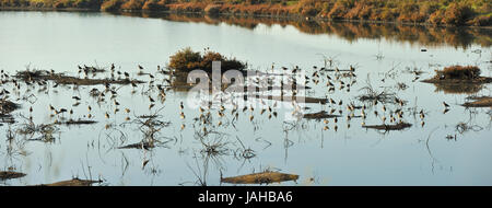 Les barges à queue noire (Limosa limosa) dans les salines de Zambujal. Réserve naturelle de l'estuaire du Sado, Portugal Banque D'Images