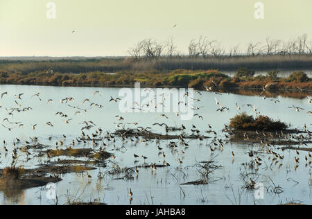 Les barges à queue noire (Limosa limosa) dans les salines de Zambujal. Réserve naturelle de l'estuaire du Sado, Portugal Banque D'Images