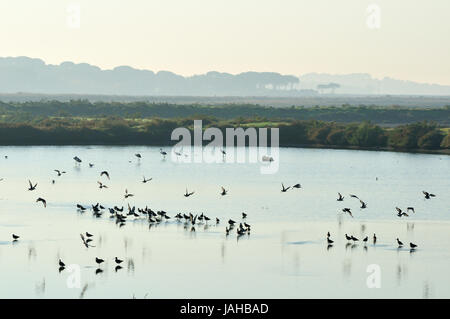 Les barges à queue noire (Limosa limosa) et des flamants roses dans les marais salants de la réserve naturelle de l'estuaire du Sado. Portugal Banque D'Images