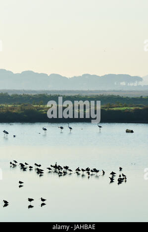 Les barges à queue noire (Limosa limosa) et des flamants roses dans les marais salants de la réserve naturelle de l'estuaire du Sado. Portugal Banque D'Images