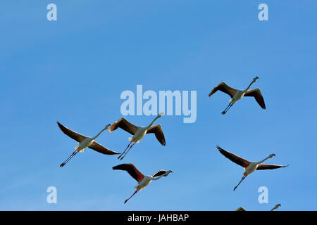 Des flamants roses (Phoenicopterus roseus) voler au-dessus de la réserve naturelle de l'estuaire du Sado. Portugal Banque D'Images