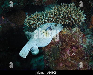 Épinoche tachetée poisson globe ou chien-face Puffer, Arothron nigropunctatus, avec cleaner wrasse sur barrière de corail en Maldives Banque D'Images