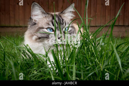 Chat Ragdoll Pedigree se cacher derrière les herbes hautes en plein air Banque D'Images