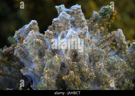 L'ajonc d'arbustes couverts de toiles d'araignée de l'ajonc d'araignée Banque D'Images