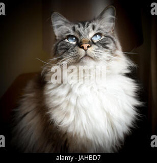 Portrait de chat Ragdoll Banque D'Images