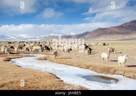 Le pâturage des chèvres Pashmina par un ruisseau gelé pendant l'hiver au Ladakh Banque D'Images