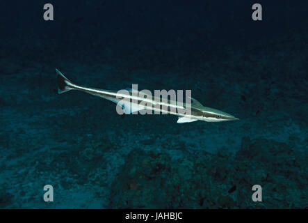 Echeneis naucrates, Remora, à la recherche d'hôte dans l'eau sombre, de l'Océan Indien, les Maldives Banque D'Images