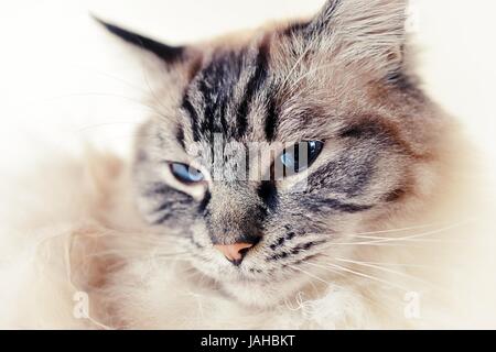 Portrait de chat Ragdoll Seal Tabby (Lynx) Looking at Camera Close Up Banque D'Images