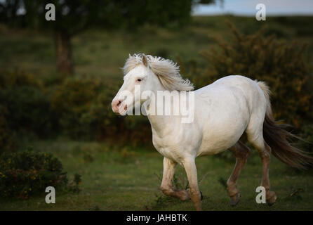 Nouveaux poneys sauvages des forêts Galopez dans les buissons d'ajoncs Banque D'Images