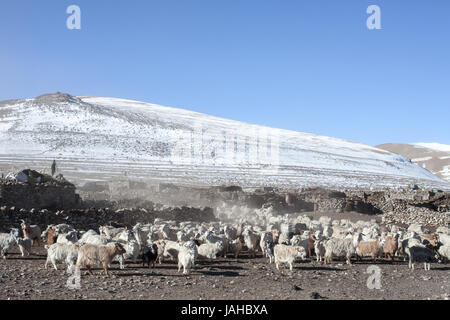 Changpa nomades avec leurs troupeaux de chèvres pashmina et moutons dans la région du Ladakh Rupshu Banque D'Images