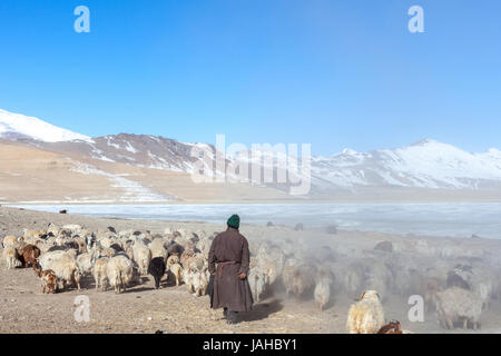 Changpa nomades avec leurs troupeaux de chèvres pashmina et moutons dans la région du Ladakh Rupshu Banque D'Images