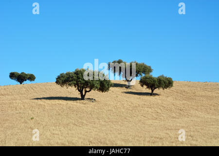 Chênes verts dans les vastes plaines de l'Alentejo. Portugal Banque D'Images