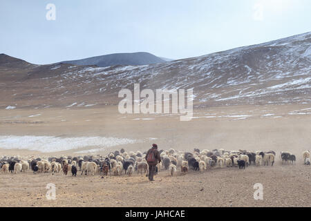 Changpa nomades avec leurs troupeaux de chèvres pashmina et moutons dans la région du Ladakh Rupshu Banque D'Images