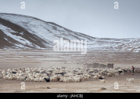 Changpa nomades avec leurs troupeaux de chèvres pashmina et moutons dans la région du Ladakh Rupshu Banque D'Images