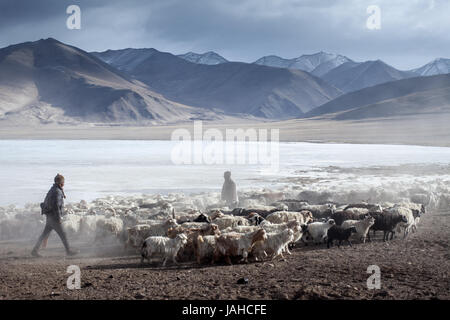 Les nomades Changpa en tenant leurs troupeaux de chèvres pashmina et brebis paître sur les rives de la frozen Startsapuk Tso au Ladakh en hiver. Banque D'Images