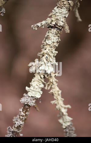 Les lichens se propager sur les branches d'arbres. Isolé sur un arrière-plan flou marron. Banque D'Images