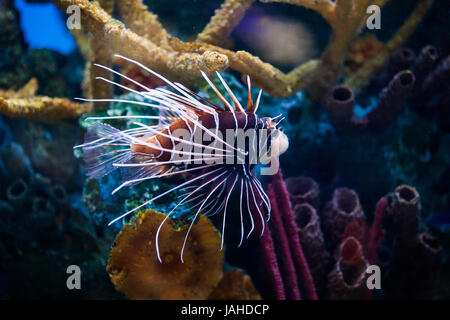 Beau Poisson Lion Pterois nager seul dans un grand aquarium Banque D'Images