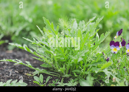 Le jardinage biologique, les jeunes feuilles de roquette plantes poussant dans le jardin d'accueil, selective focus Banque D'Images