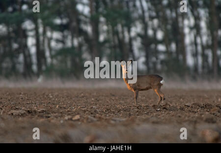 Le Chevreuil (Capreolus capreolus) -Doe, aussi connu comme l'ouest de chevreuil. Au printemps. Uk Banque D'Images