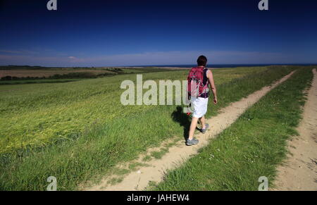 Walker féminin sur la côte à Norfolk Weybourne marche à travers les cultures et les terres agricoles Banque D'Images