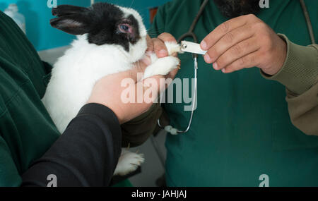 Lapin dans le bureau d'un vétérinaire. Lapin blanc et noir Banque D'Images