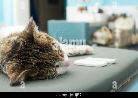 Test sanguin vétérinaires. Chat dans vetrinary Banque D'Images