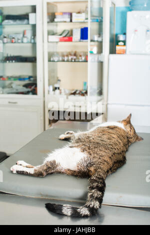 Cat l'anesthésie en vétérinaire. Banque D'Images