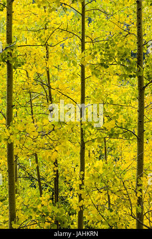La couleur en automne près de col de la tête de lézard, Colorado 145, San Juan Skyway Scenic Byway, Colorado. Banque D'Images
