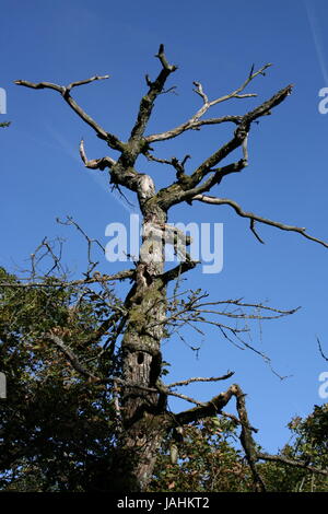 Les arbres morts avec les trous de pic, ciel bleu en arrière-plan abgestorbener Spechthhlen,Baum mit blauer Himmel im Hintergrund Banque D'Images