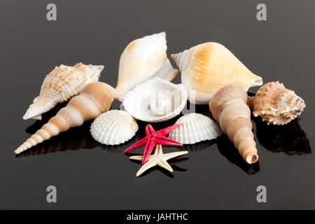 L'exotic sea shell . trésor de la mer Banque D'Images