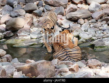 / Mère Tigresse et cub dans un ruisseau de vous rafraîchir et d'être friendly / playful Banque D'Images