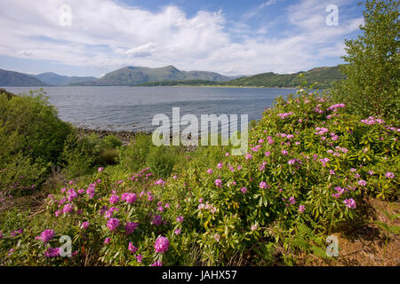 Vue de printemps et d'Ardgour Morvern Hills à partir de la sur le Loch Linnhe, West Highlands Banque D'Images