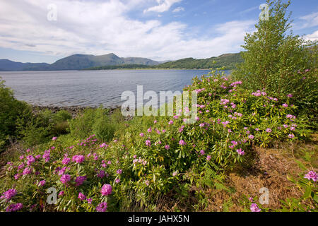 Vue du printemps sur le Loch Linnhe vers et les collines d'Ardgour Morvern, West Highlands Banque D'Images