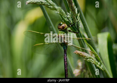 Libellule posée sur l'herbe verte Banque D'Images