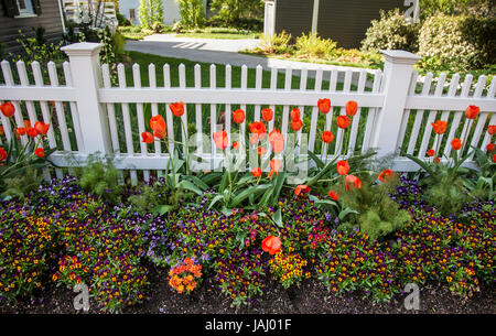 Orange Tulips Garden White Picket Fence Garden, Strausburg, Pennsylvanie, Etats-Unis, Etats-Unis, Pantone orange corail, rangée isolée de bulbes de la bordure de plantation Banque D'Images