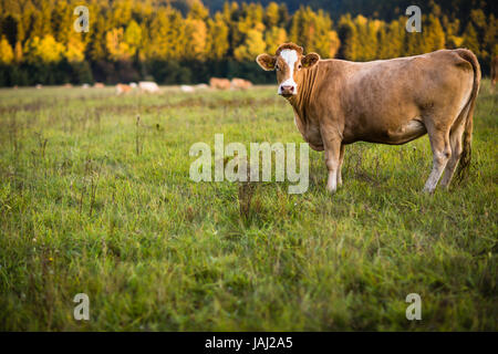 Le pâturage des vaches sur un beau pâturage vert Banque D'Images