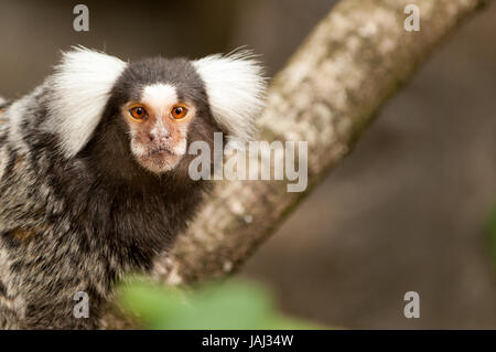 Singe sur une branche Banque D'Images