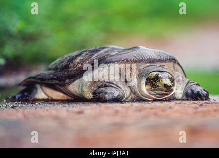 Paon indien à épines, (Aspideretus hurum),le parc national de Keoladeo Ghana, Bharatpur, Rajasthan, Inde Banque D'Images
