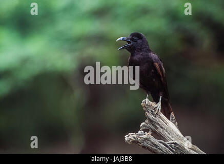 Jungle Crow Corvus macrorhynchos, Keoladeo Ghana National Park, Bharatpur, Rajasthan, Inde, Banque D'Images