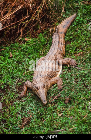 Crocodile d'eau douce australien ou du Johnstone crocodile, Crocodylus johnstoni),(repose près d'un ruisseau d'eau douce, Queensland, Australie Banque D'Images