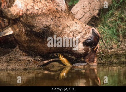 Épines, indiens (Aspideretus gangeticus), se nourrissant d'une carcasse de vache, parc national de Keoladeo Ghana, Bharatpur, Rajasthan, Inde Banque D'Images