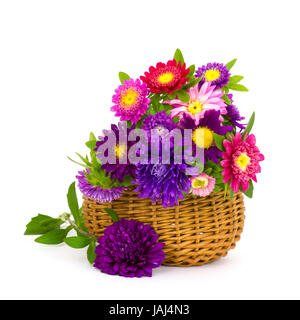 Bouquet de fleurs colorées asters dans un panier sur fond blanc Banque D'Images