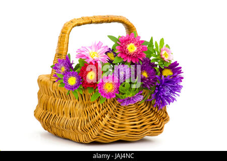 Bouquet de fleurs colorées asters dans un panier sur fond blanc Banque D'Images