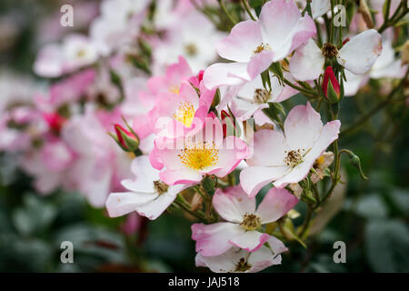 Lellyda Lyda Rosa Rose, blanc avec des fleurs rose bordée, la floraison à la fin du printemps au début de l'été en RHS Wisley Gardens, Surrey, Angleterre du Sud-Est, Royaume-Uni Banque D'Images