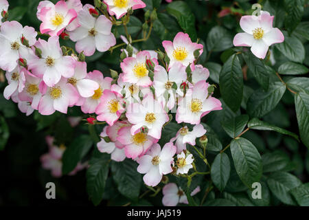 Lellyda Lyda Rosa Rose, blanc avec des fleurs rose bordée, la floraison à la fin du printemps au début de l'été en RHS Wisley Gardens, Surrey, Angleterre du Sud-Est, Royaume-Uni Banque D'Images