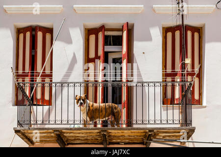 Chien de protection sur un balcon, l'île de Symi, Dodécanèse, Grèce Banque D'Images