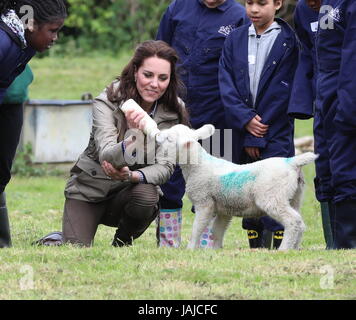 La duchesse de Cambridge visites de fermes pour les enfants de la ville de voir leur travail de donner aux jeunes de quartiers défavorisés la chance de passer une semaine sur une vraie ferme. Son Altesse Royale se joint à un groupe d'élèves de l'école et des enseignants qu'ils muck dans autour de la ferme, et se réunira pour l'auteur Michael Morpurgo et sa femme Clare pour en savoir plus sur l'organisation elles fondée en 1976. La duchesse de Cambridge alimente un lait agneau nommé Stinky. Avec : Catherine, duchesse de Cambridge, Kate Middleton Quand : 03 mai 2017 Crédit : David Sims/WENN.com Banque D'Images