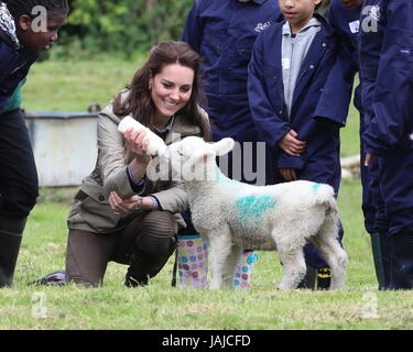 La duchesse de Cambridge visites de fermes pour les enfants de la ville de voir leur travail de donner aux jeunes de quartiers défavorisés la chance de passer une semaine sur une vraie ferme. Son Altesse Royale se joint à un groupe d'élèves de l'école et des enseignants qu'ils muck dans autour de la ferme, et se réunira pour l'auteur Michael Morpurgo et sa femme Clare pour en savoir plus sur l'organisation elles fondée en 1976. La duchesse de Cambridge alimente un lait agneau nommé Stinky. Avec : Catherine, duchesse de Cambridge, Kate Middleton Quand : 03 mai 2017 Crédit : David Sims/WENN.com Banque D'Images